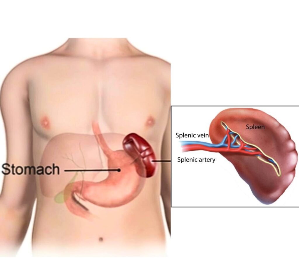 SPLENIC LOCATION
